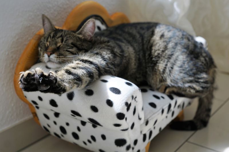 A cat stretches on a cat-sized couch. It is adorable. Ohhh big stretch.